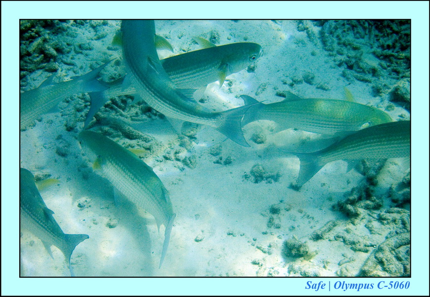 2008 - 07 - Redang - 015